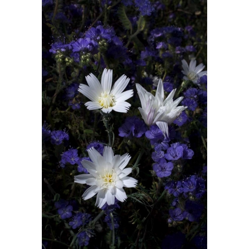 CA, Anza-Borrego Chicory and Phacelia flowers